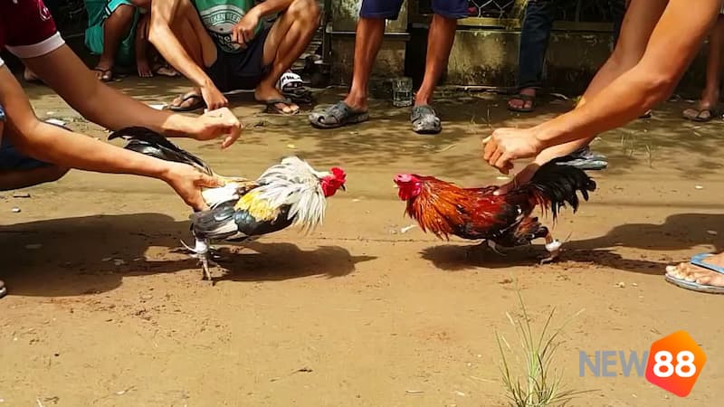 Một chú gà khỏe mạnh đạt được nhiều lợi thế trong đá gà ăn tiền Campuchia
